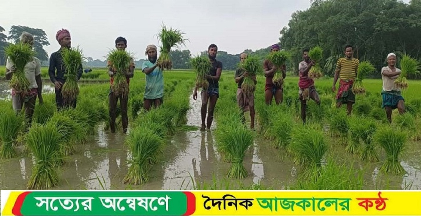 উপকূলে জলাবদ্ধতায় বিপর্যস্ত কৃষক, আমন বীজপাতা কিনে ঘুরে দাঁড়াতে ব্যস্ত