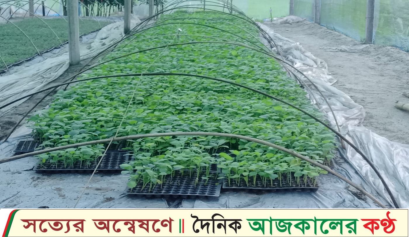 লালমনিরহাটে শীতকালীন ফুলকপি ও বাঁধাকপি চাষে স্বপ্ন দেখছেন চাষীরা