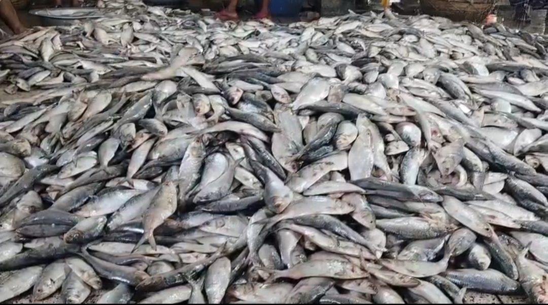 আজ মধ্যরাত থেকে শুরু হচ্ছে জাটকা ইলিশ শিকারে ৮ মাসের নিষেধাজ্ঞা