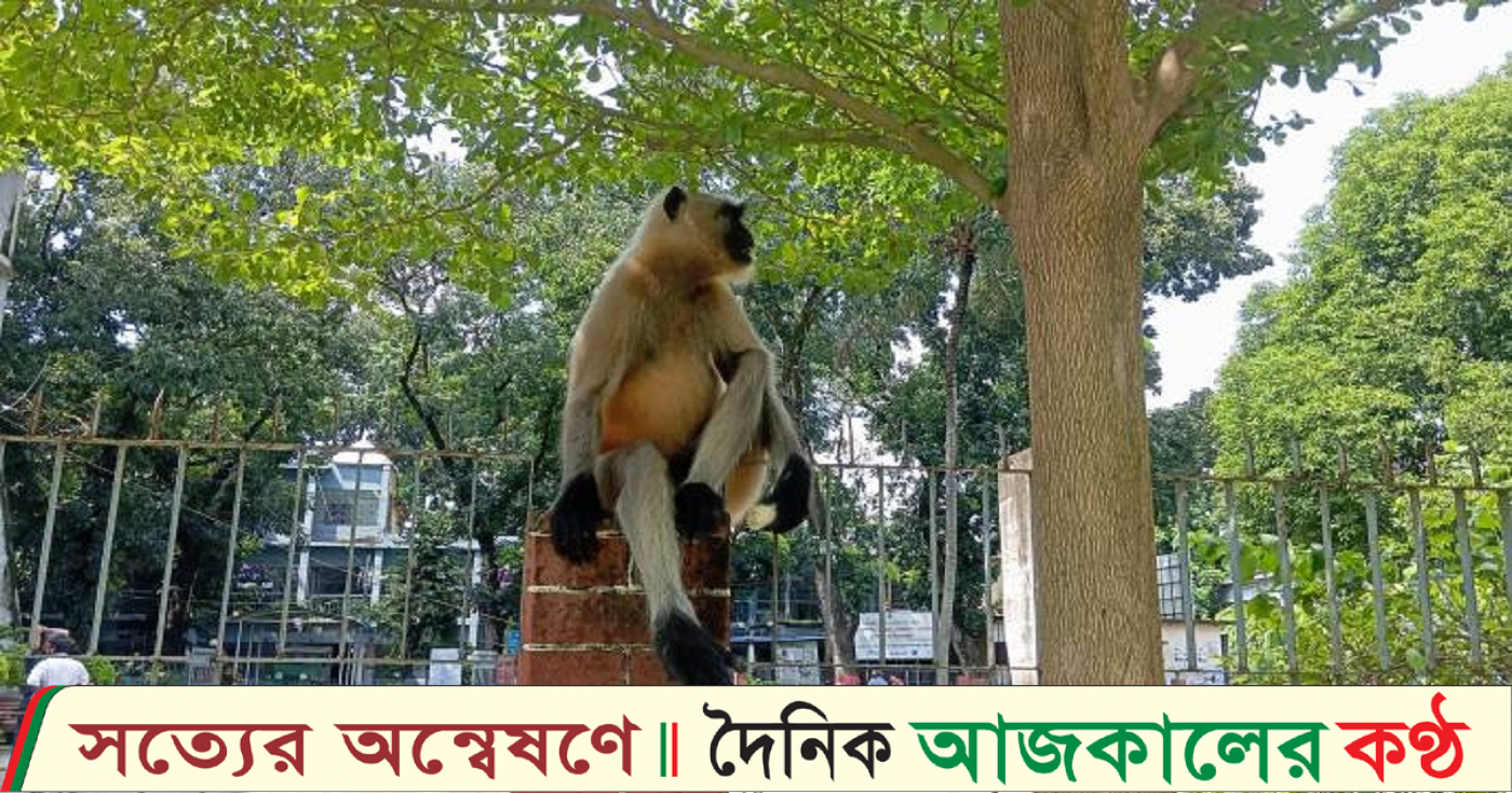 আত্রাইয়ে হুনুমান লোকালয়ে উৎসুক জনতার ভীড়