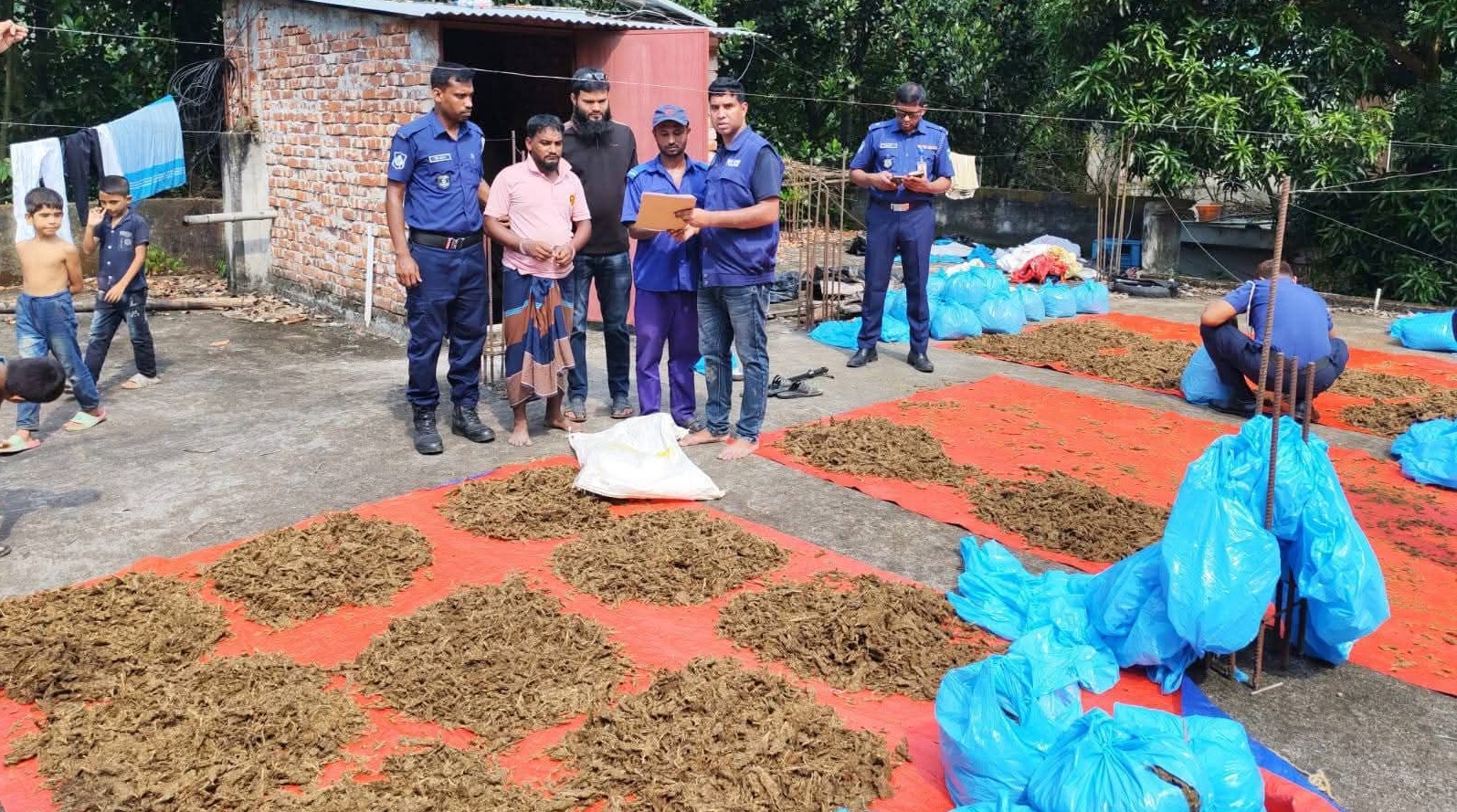 ইউপি সদস্যের বসত বাড়ির ছাদে শুকানো হচ্ছিল গাঁজা, ব্রাহ্মণপাড়ায় ১০০ কেজিসহ আটক ১