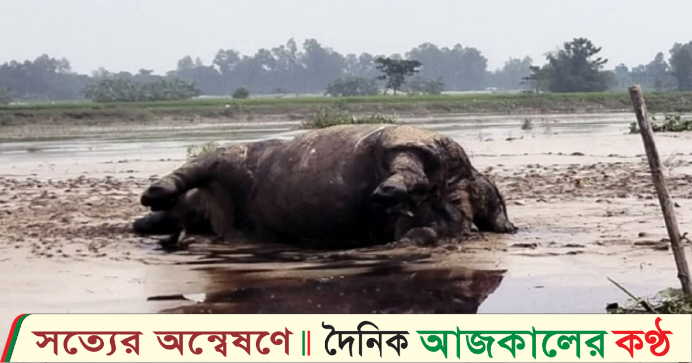 কুড়িগ্রামে নদীর স্রোতে ভেসে এলো মৃত গন্ডার!