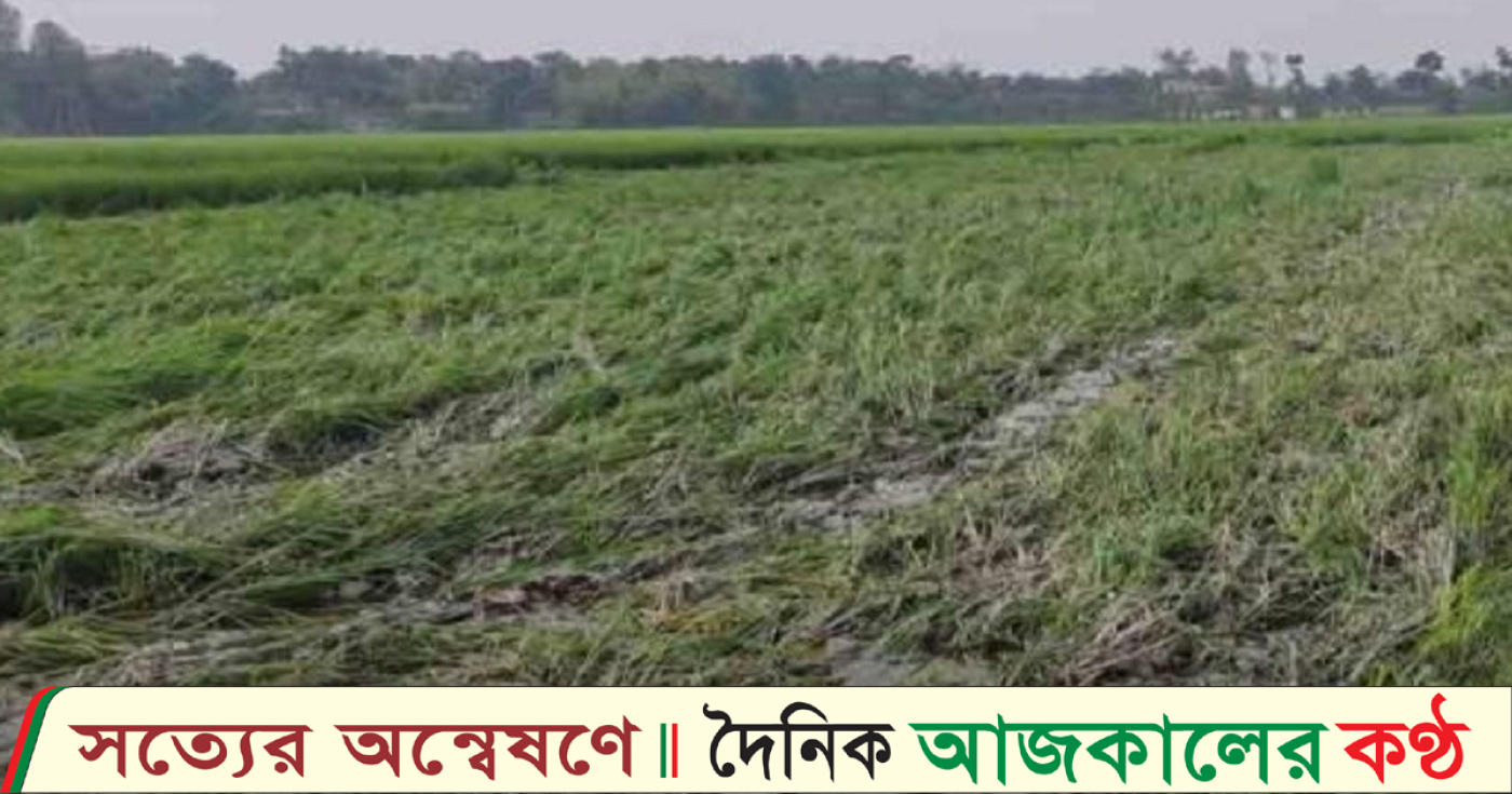 কুড়িগ্রামে ট্রাক্টর দিয়ে নষ্ট করা হলো ৮ বিঘা ধান ক্ষেত