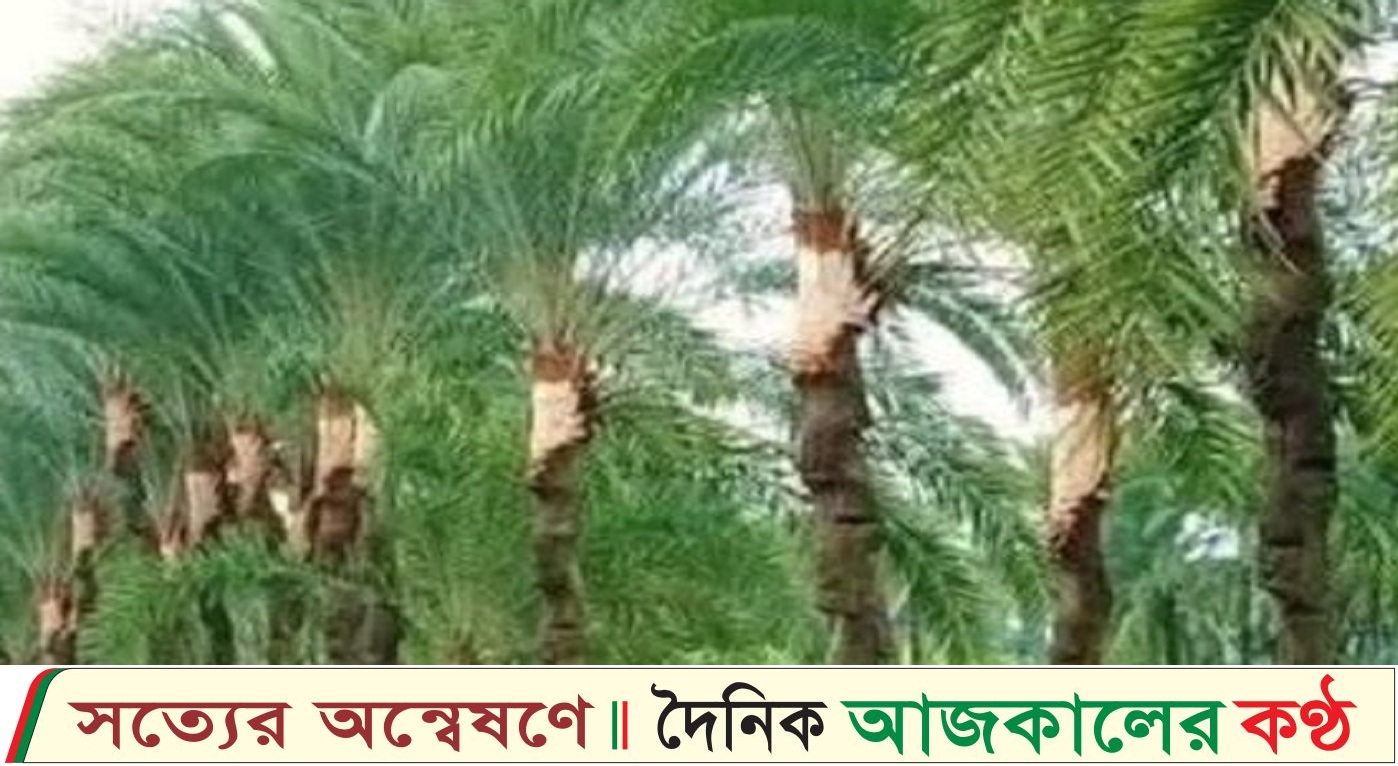 কালীগঞ্জে শীতের আগে আগাম খেজুর গাছ পরিচর্যায় ব্যস্ত গাছিরা