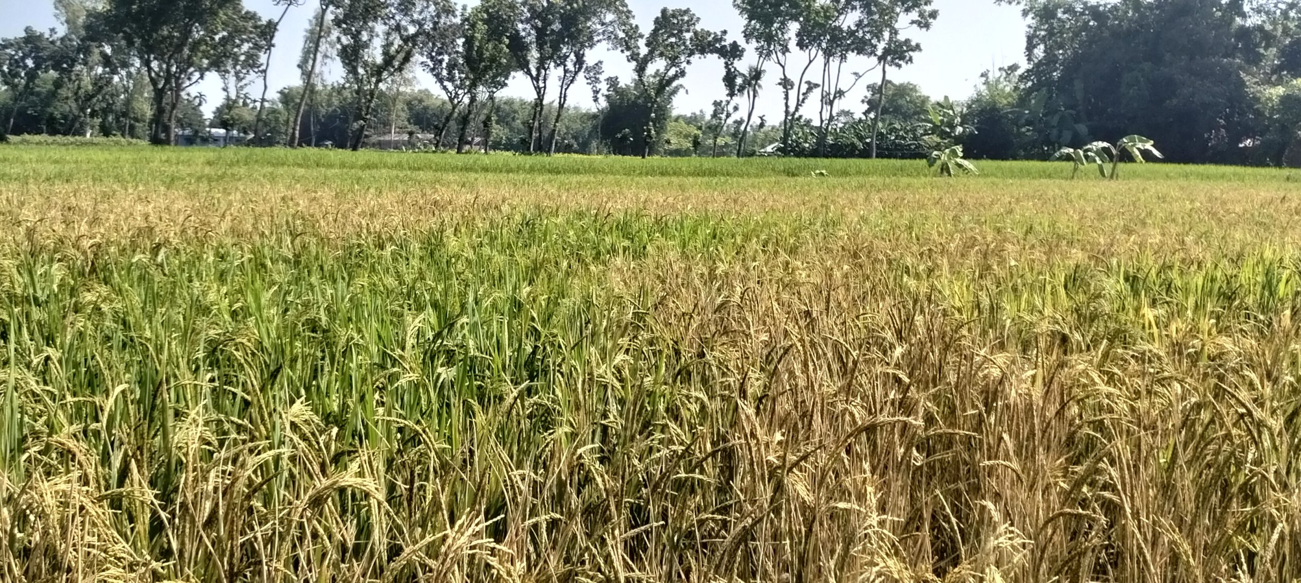 খানসামায় শত্রুতা জেরে আগাছা নাশক স্প্রে করে ধান ক্ষেত নষ্ট