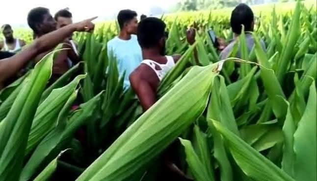 গাইবান্ধা সাদুল্লাপুরে ৬৫ বছরের বৃদ্ধাকে হাত-মুখ বেঁধে ধর্ষণ, অভিযুক্ত পলাতক