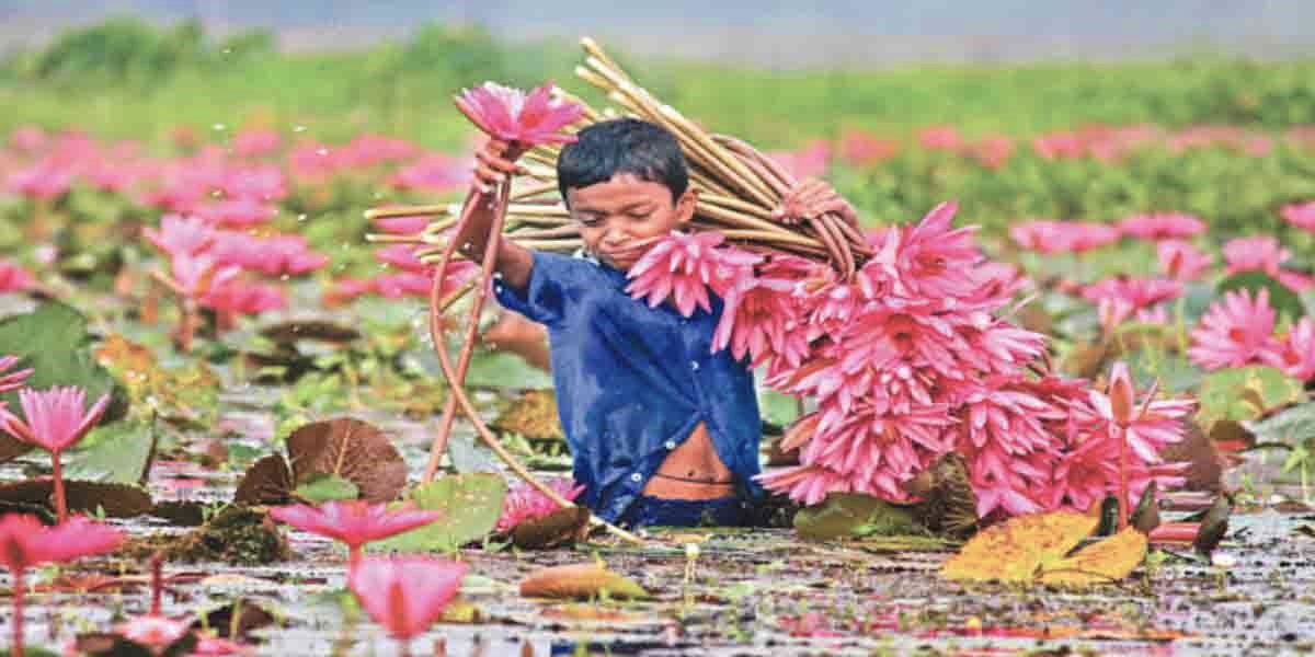 গোপালগঞ্জের বিলজুড়ে লাল শাপলার সৌন্দর্য