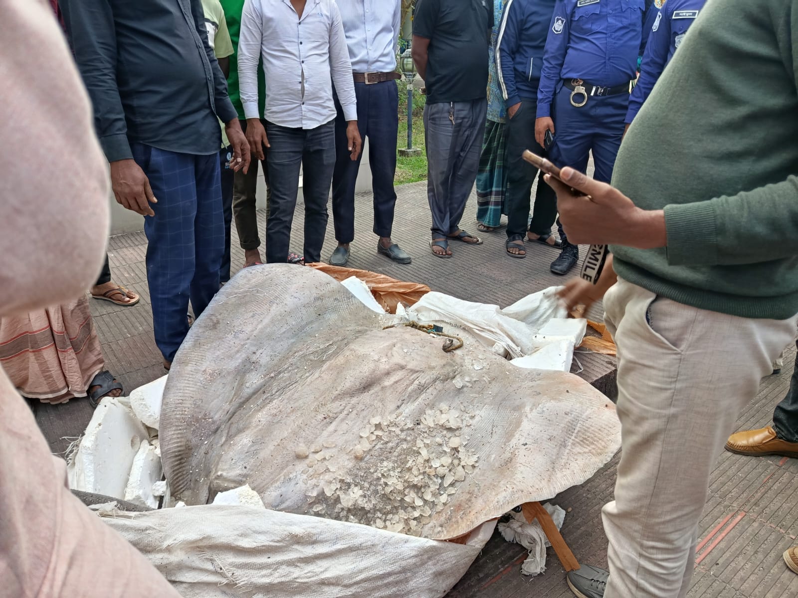 বাউফলে বাস থেকে ৪৬২ কেজি শাপলাপাতা মাছ জব্দ