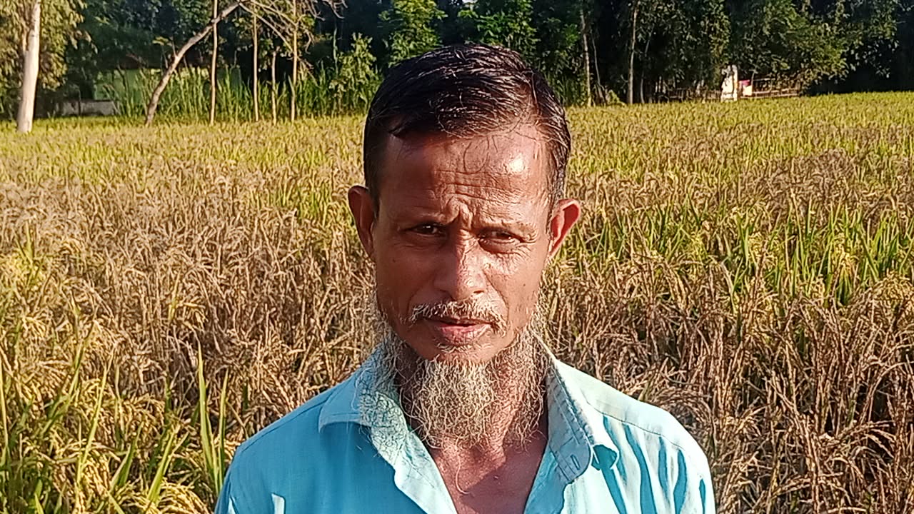লালমনিরহাটে বিষ প্রয়োগে কৃষকের ধান ক্ষেত পুড়িয়ে দেওয়ার অভিযোগ