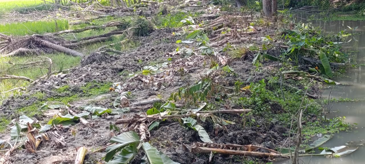 দুমকিতে জমি বিরোধে প্রতিপক্ষের কলাবাগান কেটে সাফের অভিযোগ