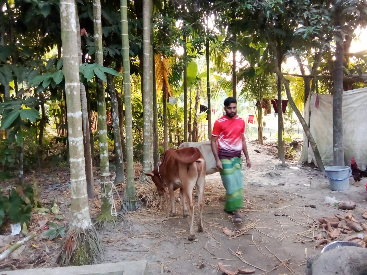 দুমকিতে পাওনা টাকার জেরে কৃষকের গরু লুটে নিলেন জামায়াত নেতা!
