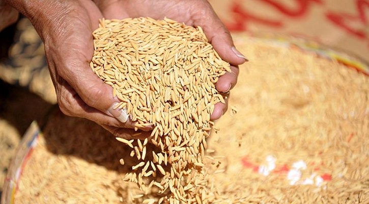 ৬ লাখ মেট্রিক টন সিদ্ধ চাল সংগ্রহ