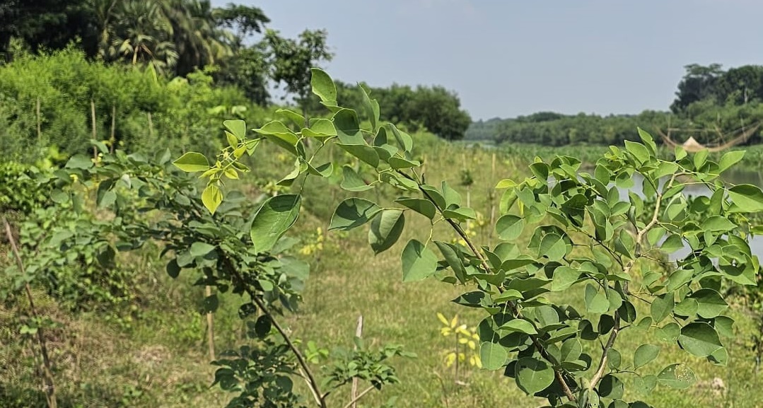 লোহাগড়ায় সামাজিক বনায়নে ব্যাপক সাফল্য