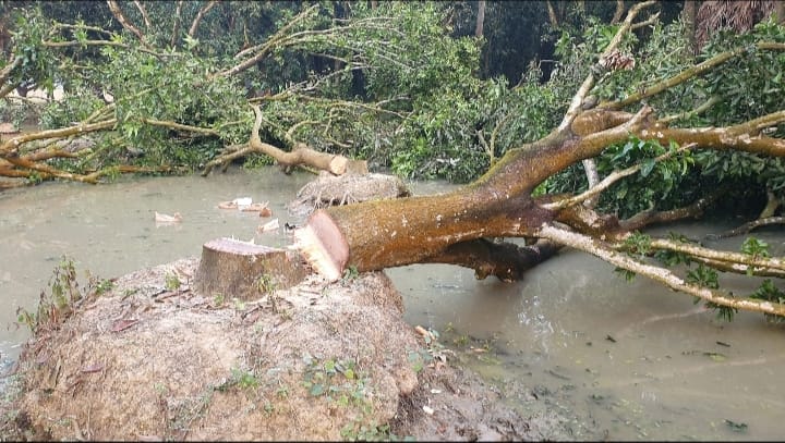 জমি সংক্রান্ত বিরোধের জেরে প্রাণ গেল ১৯ টি গাছের!