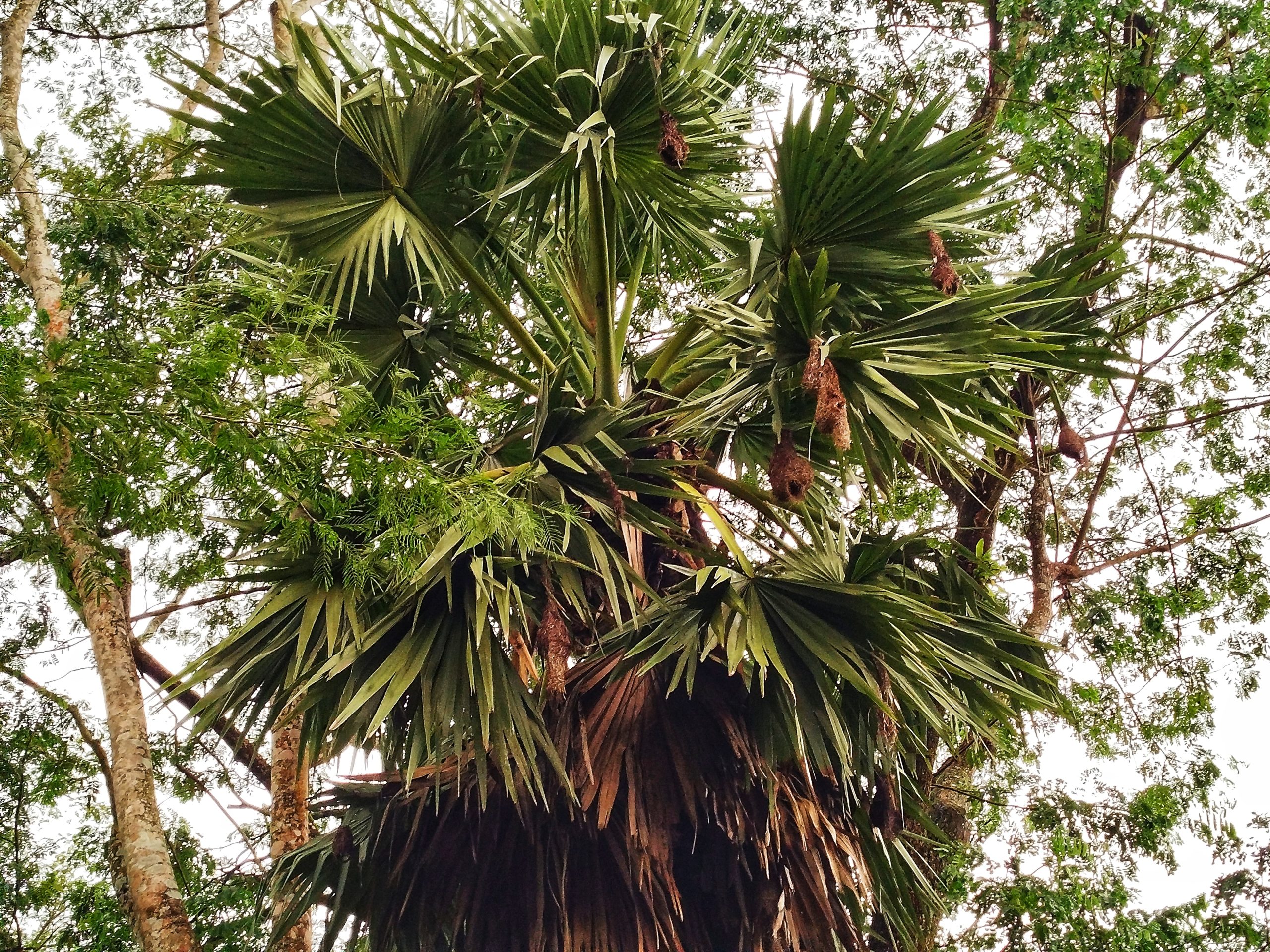 কালের বিবর্তনে আগৈলঝাড়া উপজেলা থেকে বাবুই পাখির বাসা আজ বিলুপ্তির পথে