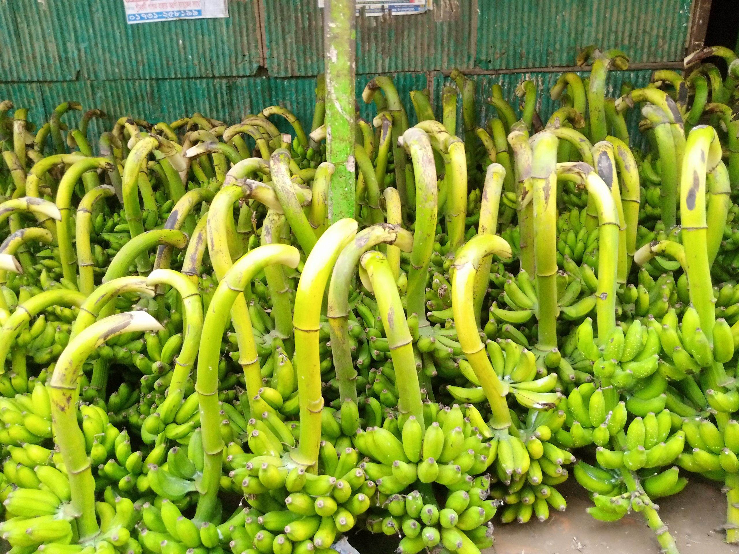 শ্রীবরদী দিয়ারচড় মোড়ে কলার হাটে কোটি টাকার বাণিজ্য