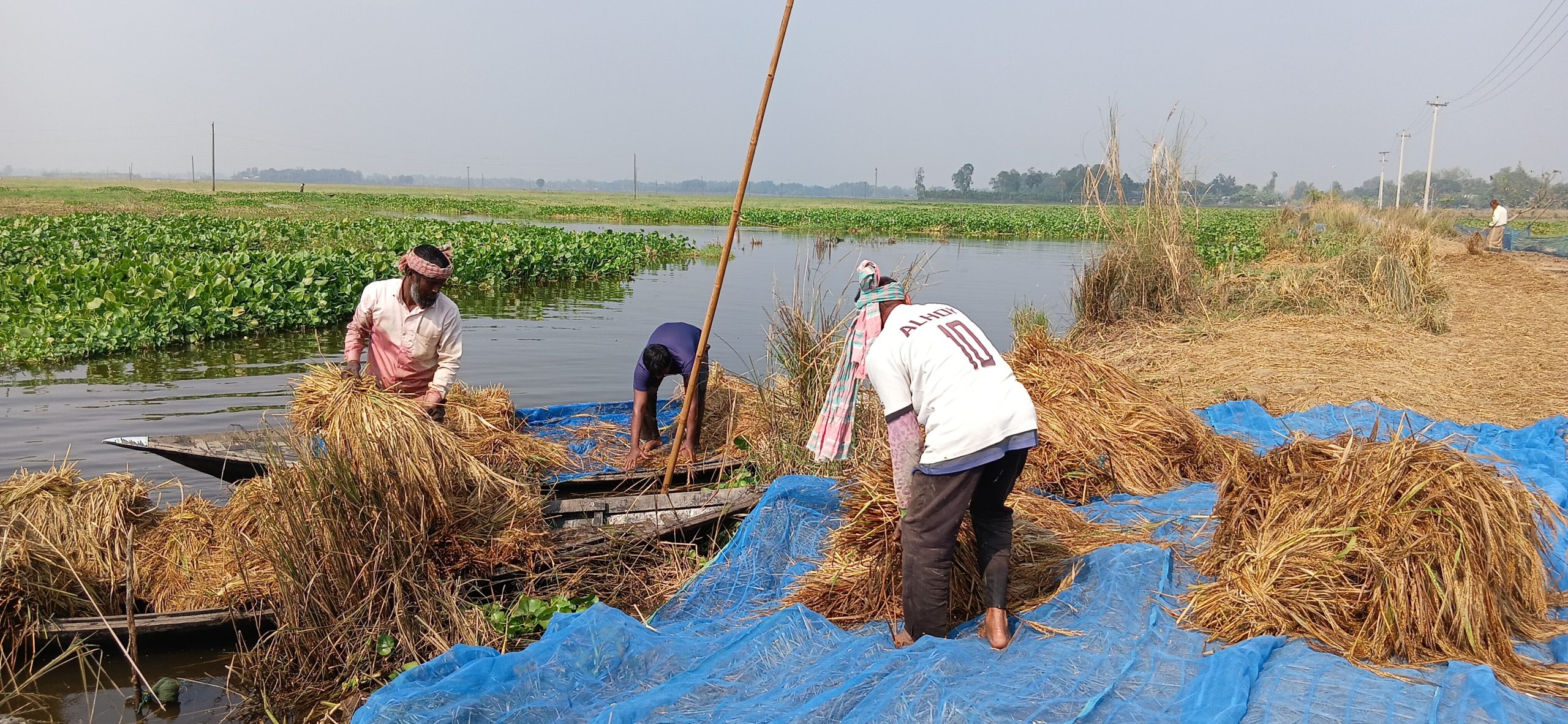 সিংড়ার চলনবিলে নৌকায় কাটছেন আমন ধান