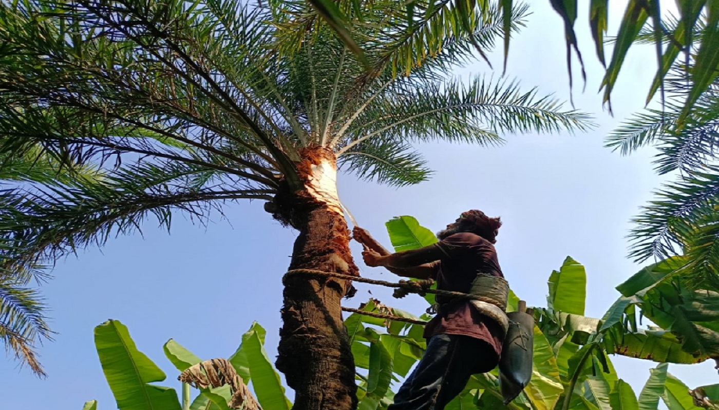 আত্রাইয়ে শীতের আগমনী বার্তা : খেজুরের রসের মৌসুম শুরু