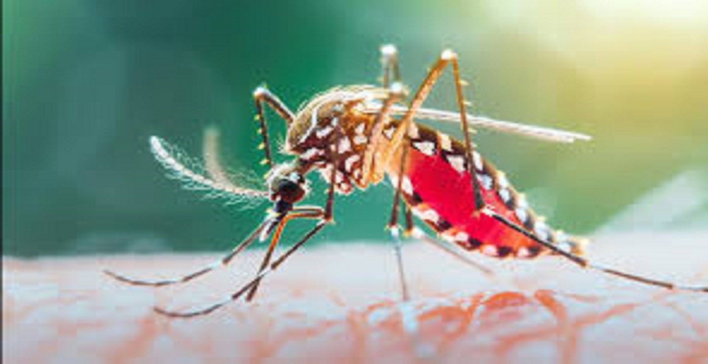 ডেঙ্গুতে ৮ জনের মৃত্যু, হাসপাতালে ৭৭৮ জন