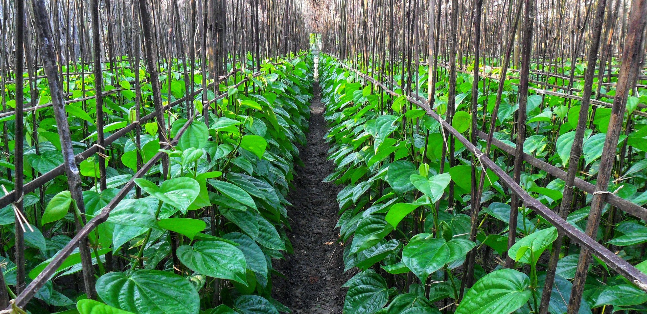 আগৈলঝাড়ায় পানের দাম কমে বিপর্যস্ত চাষীরা