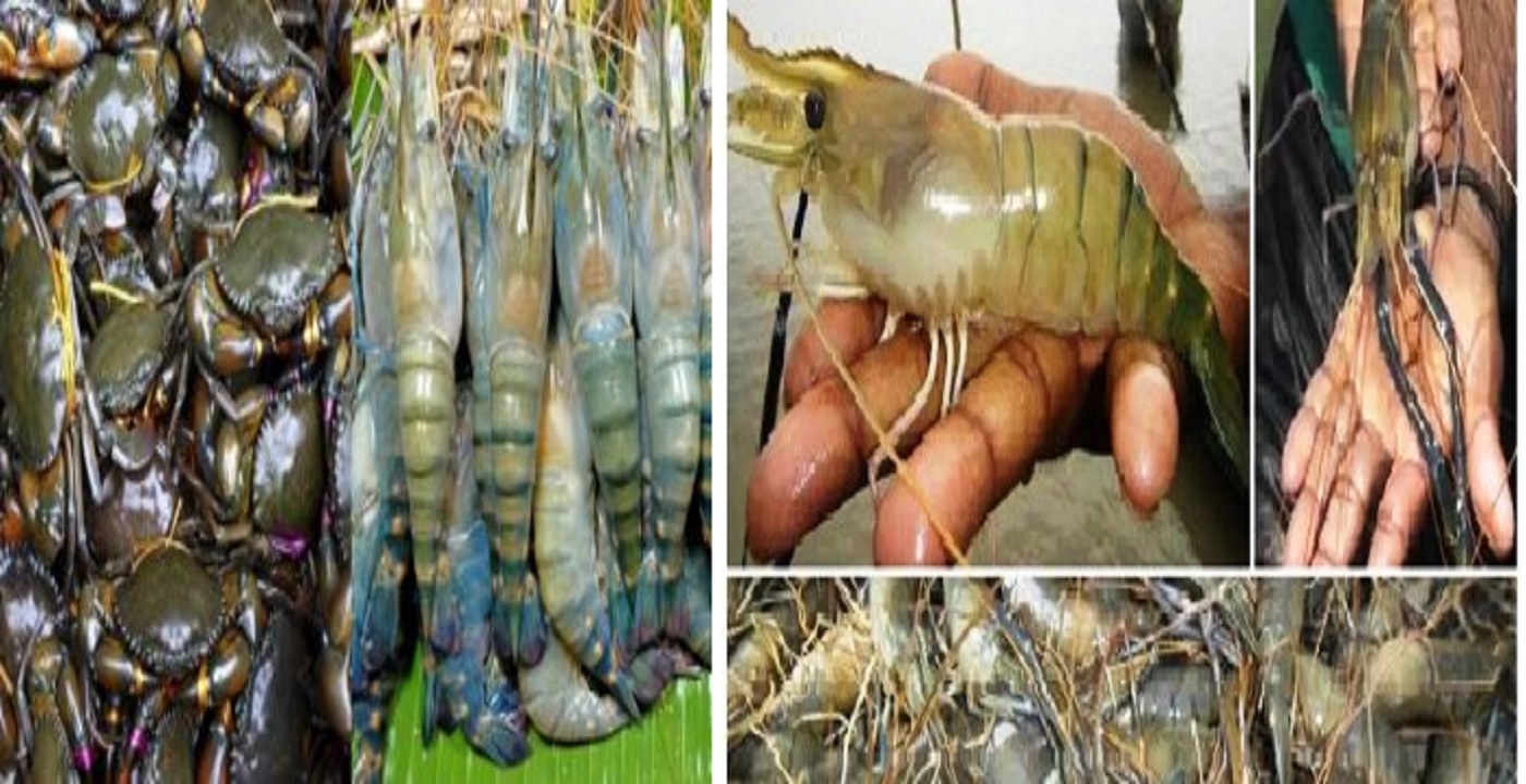 বাগেরহাটে কাকড়া ও সাদা সোনাখ্যাত চিংড়ি দেশের অর্থনীতিতে রেকর্ড পরিমাণ রাজস্ব দিচ্ছে