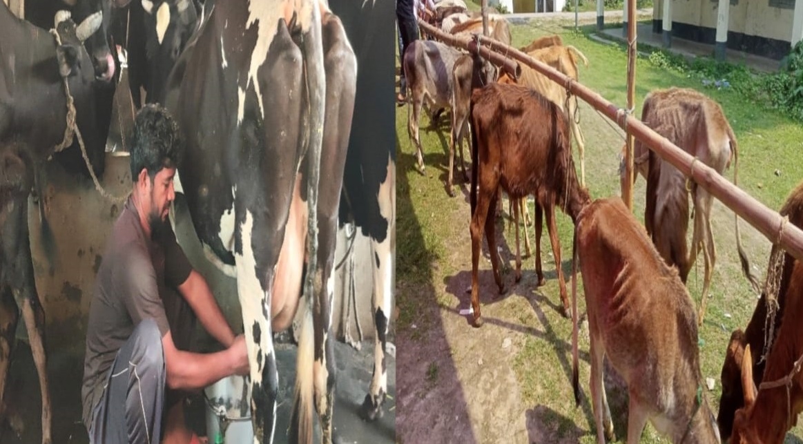 গরুর টিকে থাকার লড়াই: বিদেশি জাতের চাপ বাড়ছে মাঠপর্যায়ে