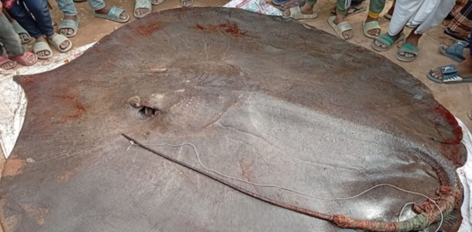 রামগতিতে ৮ মণ ওজনের শাপলাপাতা মাছ লাখ টাকায় বিক্রি