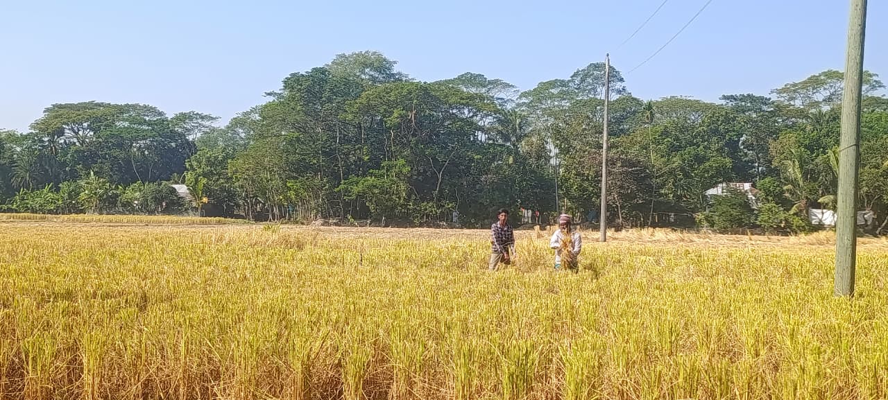 সোনালি ধানে ভরে উঠেছে মাঠ, দুমকিতে নবান্নের উৎসবে ব্যস্ত কৃষক