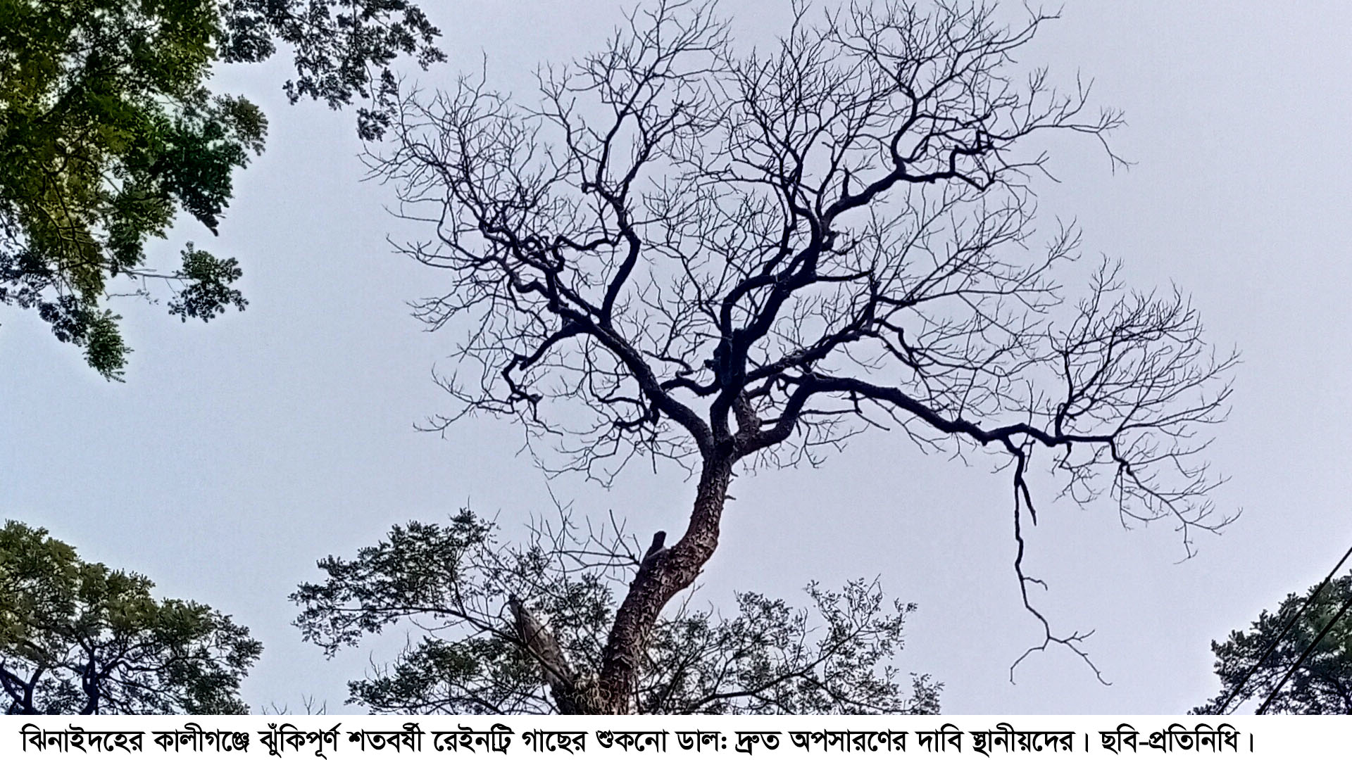 কালীগঞ্জে শতবর্ষী গাছের শুকনো ডাল বাড়ছে ঝুকি