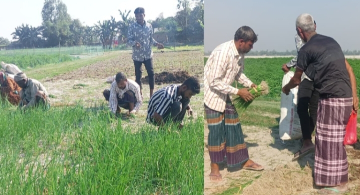 উলিপুরে চরাঞ্চলে পেঁয়াজের চারা বিক্রি, হাত বদলেই বেড়ে যায় দাম