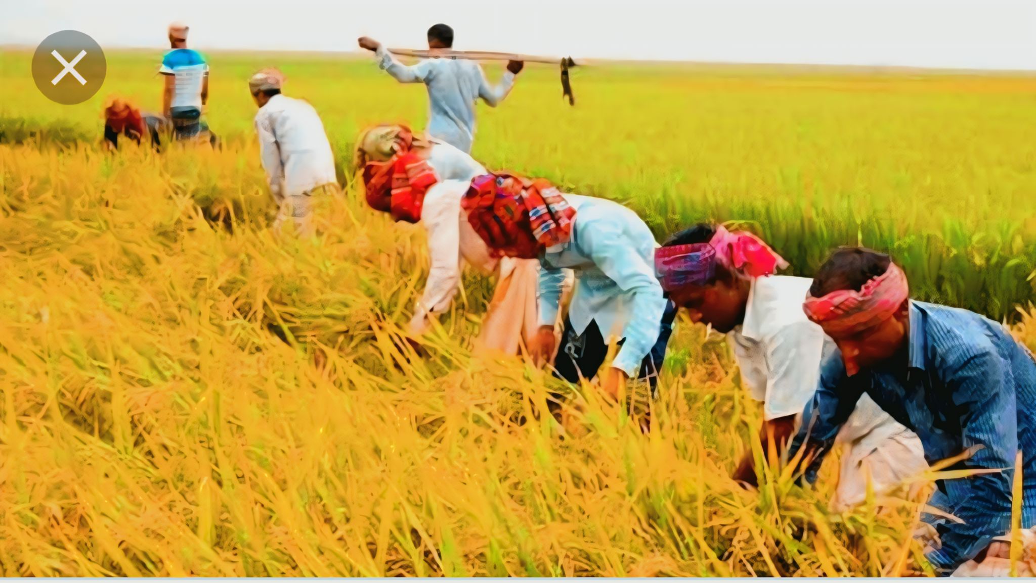 ঝিনাইগাতীতে আমন ধানের বাম্পার ফলন
