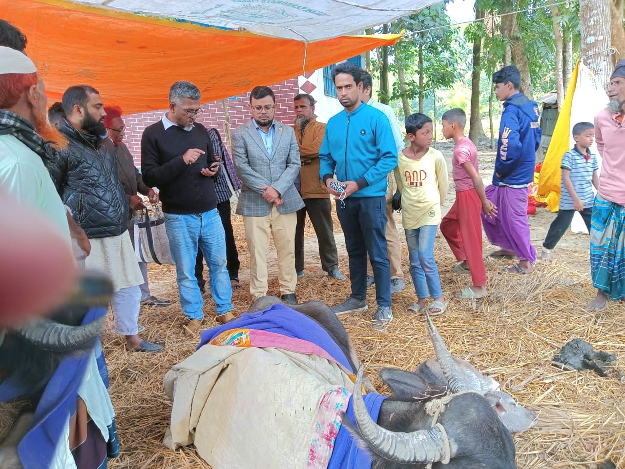 বাউফলে অজ্ঞাত রোগে এক ব্যক্তির ৬ মহিষের মৃত্যু: অসুস্থ ১০