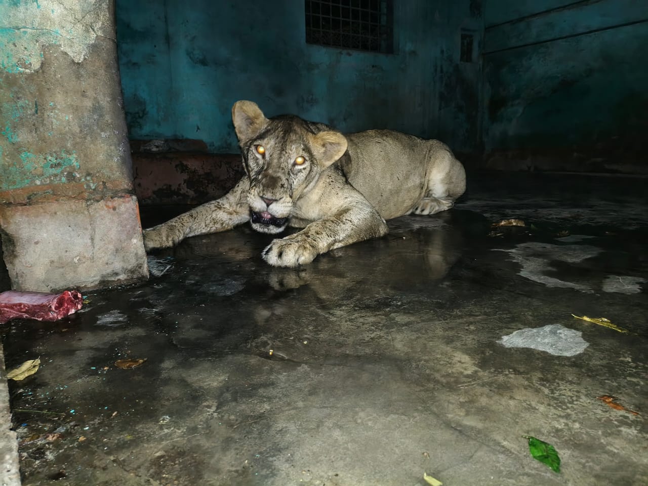 চিড়িয়াখানা থেকে বের হওয়া সিংহ খাঁচায় ফিরল