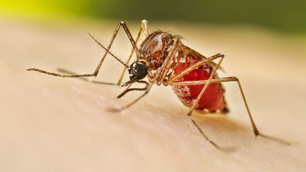 ডেঙ্গুতে আরও ৩ জনের মৃত্যু, হাসপাতালে ৫৬৫