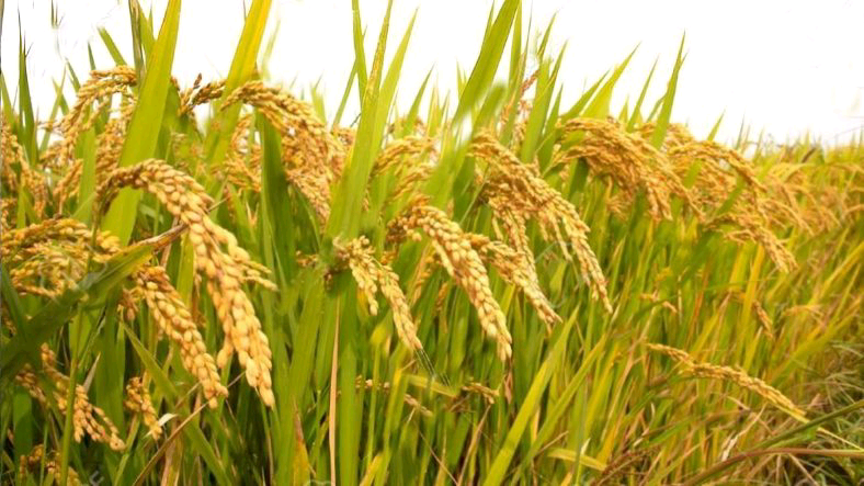 শেরপুর সদরে আমনের সোনালি বাম্পার ফলন, আগাম জাতেও কৃষকের মুখে হাসি