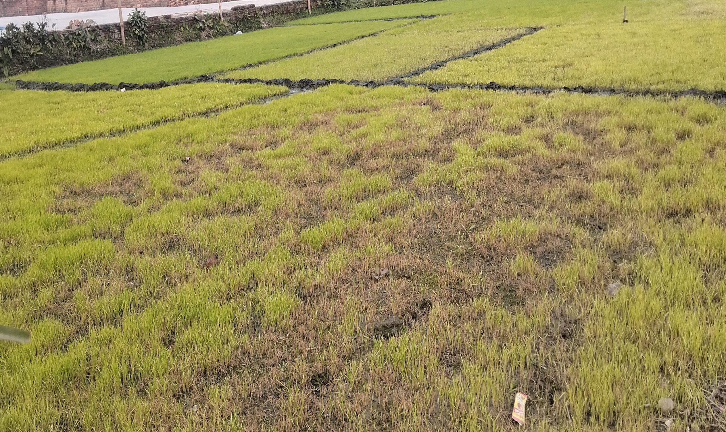 রাণীনগরে অতিরিক্ত ঠান্ডায় মরে যাচ্ছে ধানের বীজতলা