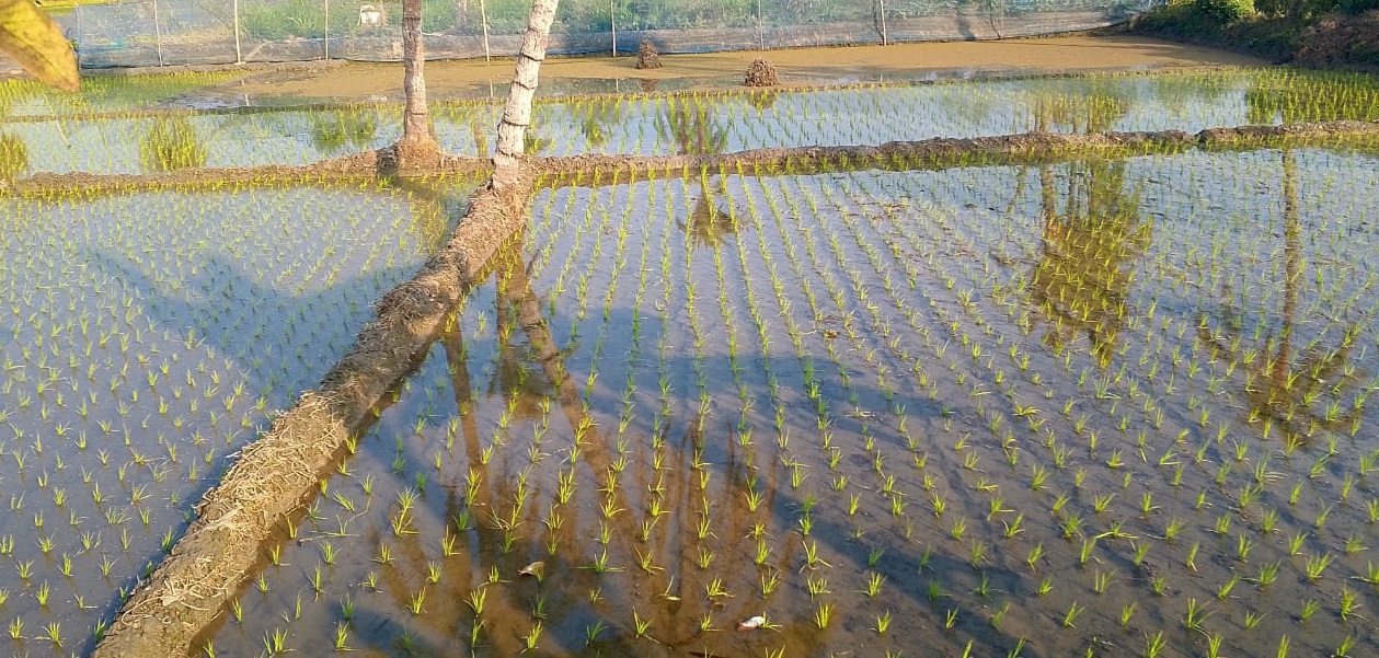 খানপুরে রাজনৈতিক প্রভাব খাটিয়ে জমি দখলের অভিযোগ, আতঙ্কে ভুক্তভোগীরা