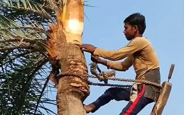 আত্রাইয়ে খেজুর গুড়ের চাহিদা থাকলেও দিন দিন কমছে খেজুর গাছের সংখ্যা