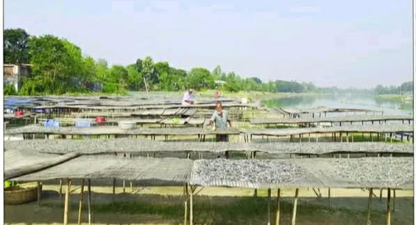 আত্রাইয়ের শুঁটকি মাচ যাচ্ছে  এখন দেশের বিভিন্ন জেলায়
