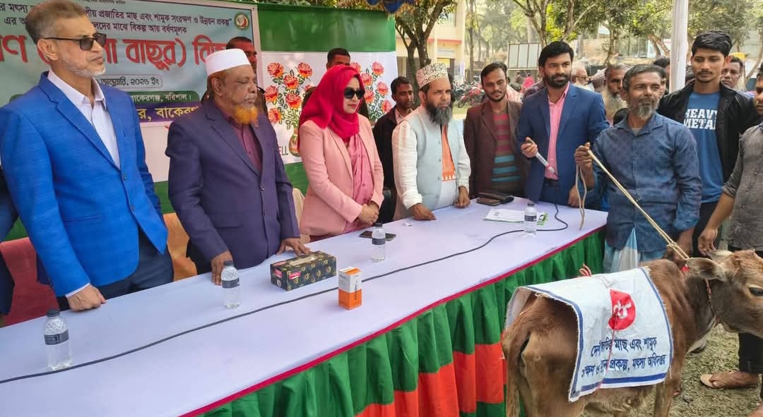 বাকেরগঞ্জে মৎস্য অধিদপ্তরের উদ্দ্যোগে জেলেদের মাঝে বকনা বাছুর বিতরণ