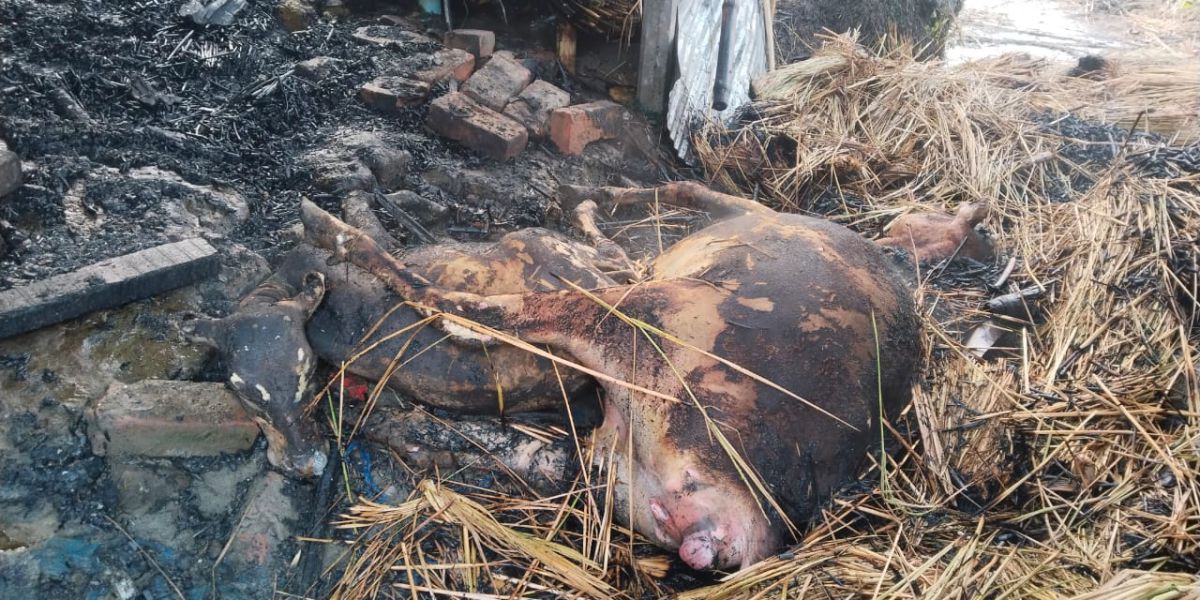 দিনাজপুর খানসামায় অগ্নিকাণ্ডের ঘটনায় দুইটি গরুর মৃত্যু