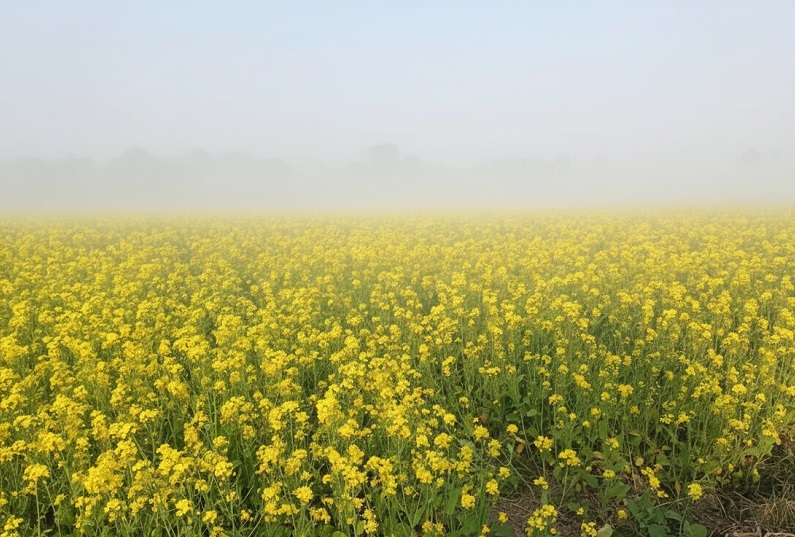 শীতের ক্যানভাসে হলুদের আলপনা