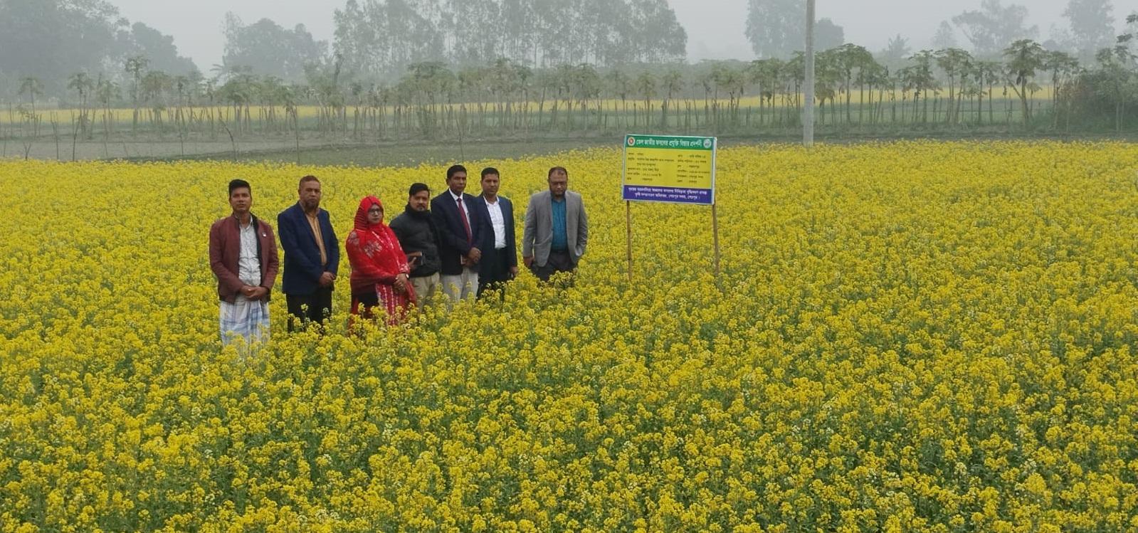 শেরপুর সদর উপজেলায় সরিষার বাম্পার ফলন, কৃষকের মুখে হাসি