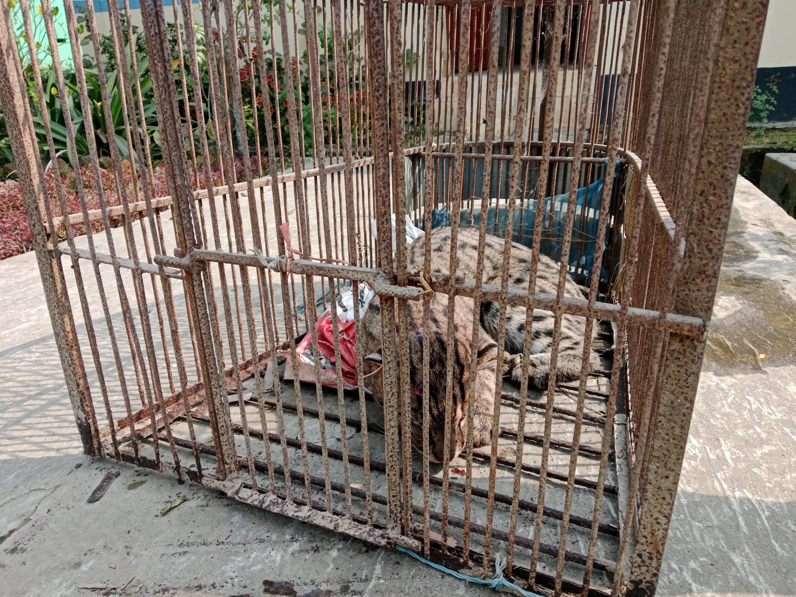 নেত্রকোণায় আহত অবস্থায় মেছোবাঘ উদ্ধার