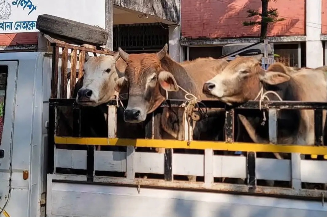 বারহাট্টায় চোরাচলানের মাধ্যমে ৬ পিকআপ ভর্তি গরু সহ ১জন আটক