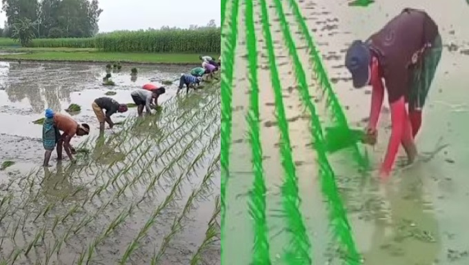 আত্রাইয়ে ইরি-বোরো রোপণে ব্যস্ত সময় পার করছেন এখন কৃষকরা