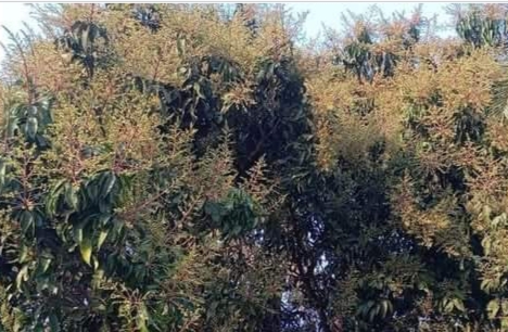 আত্রাইয়ে আমের মুকুলে হলুদ ছোঁয়া,নবরূপে সেজেছে প্রকৃতি।