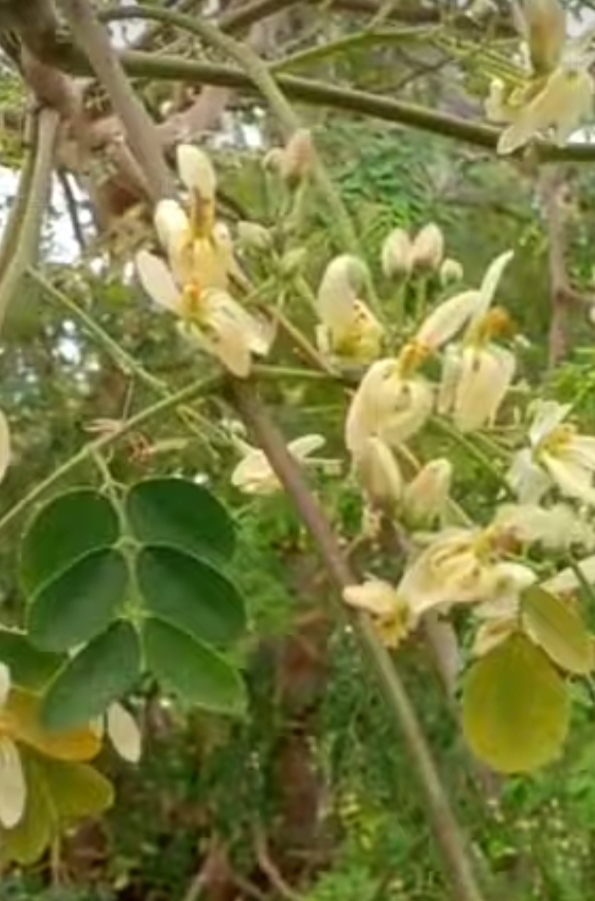 আত্রাইয়ে সজনার মুকুলে স্বপ্ন বুনছেন কৃষকরা,এবারে বাম্পার ফলনের আশা
