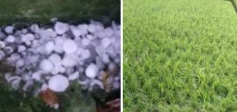 সুনামগঞ্জে শিলা বৃষ্টিতে হাওর পারের কৃষকের ফসলের স্বপ্ন যেন অধুরাই রয়ে গেল