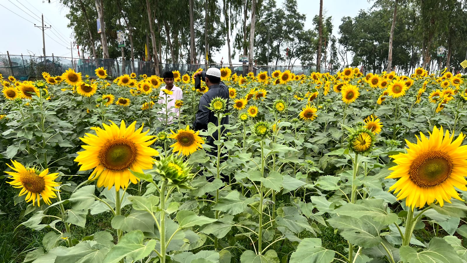 ঈদকে ঘিরে দর্শনার্থীদের ভিড়ে জমজমাট রাণীনগরের পাখি পল্লী, সূর্যমুখী বাগান ও ঝুলন্ত ব্রিজ